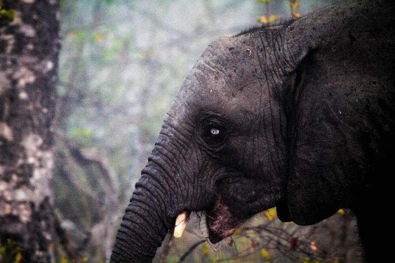 Blue-eyed-elephant