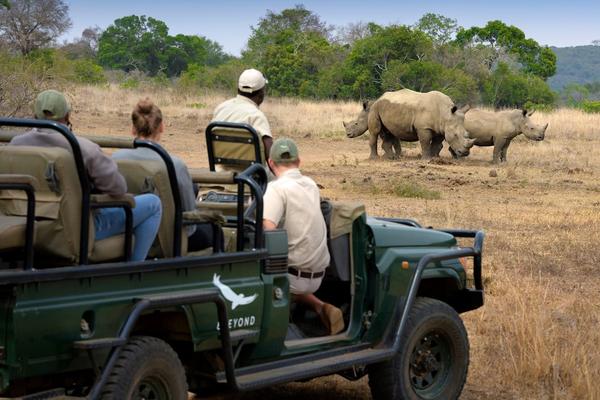 How Tourism and Technology Intersect in Rhino Conservation
