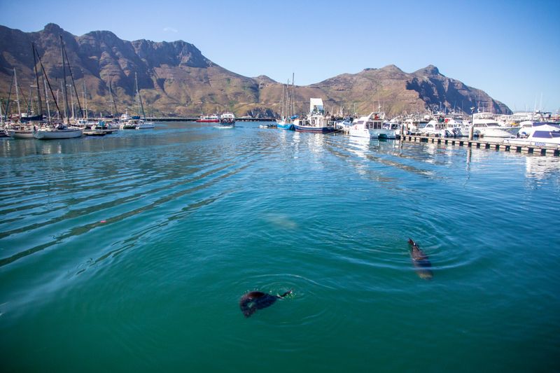 Port de Hout Bay en direction du Cap de Bonne Espérance.
