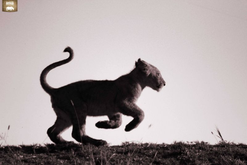 Lion cub in SA