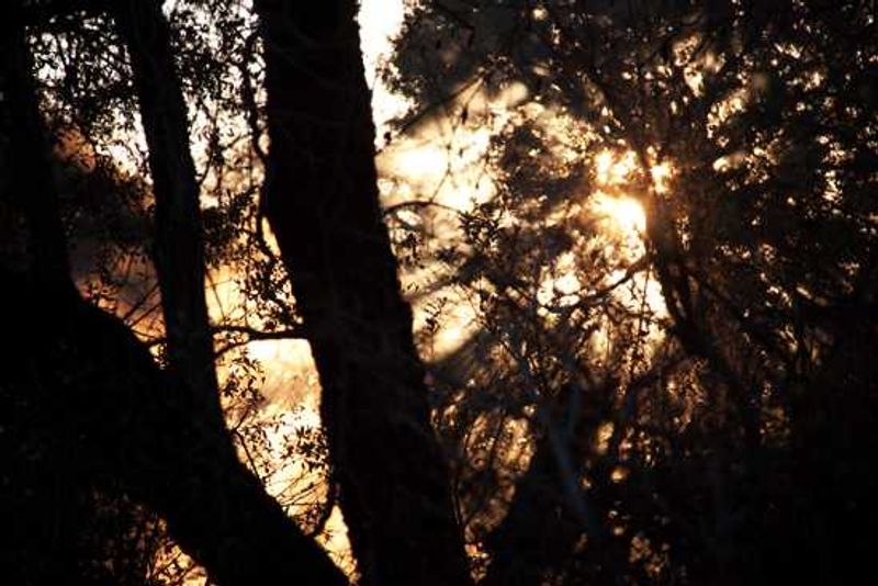 Sunlight at dawn