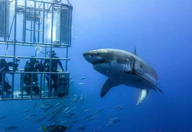 Shark cage diving