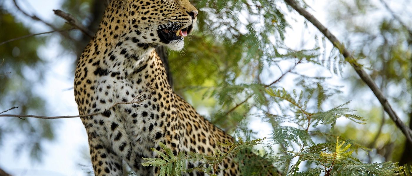 Silvan Safari Blog - An Introduction to Thandi - A Legendary Leopard