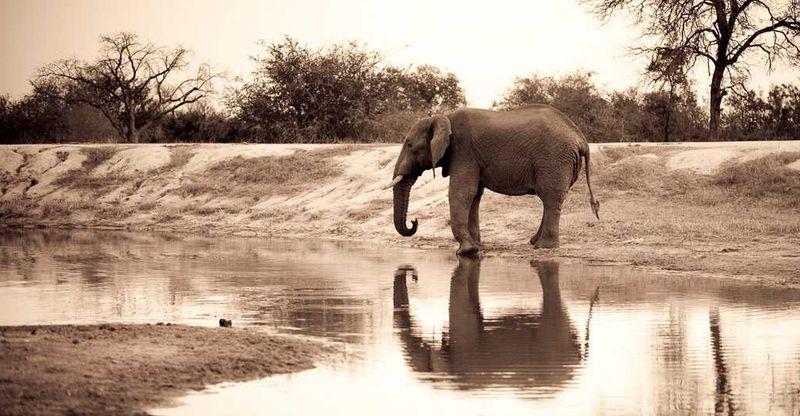 At the watering hole