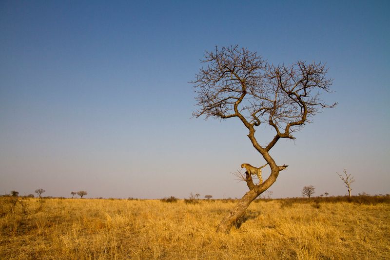 A drought can draw animals to interact differently 