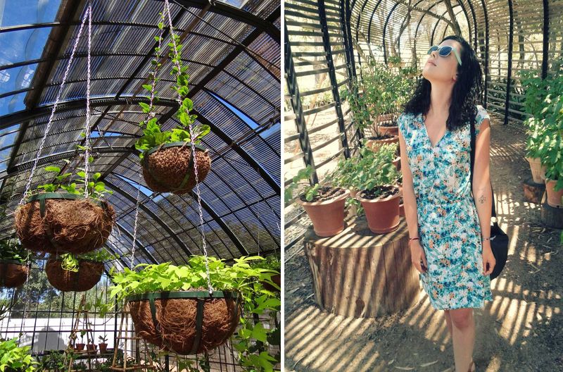 The Greenhouse and Beyond