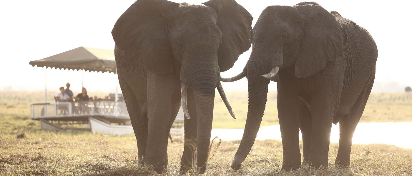 Parc National de Chobe | Bienvenue sur la Terre des Géants