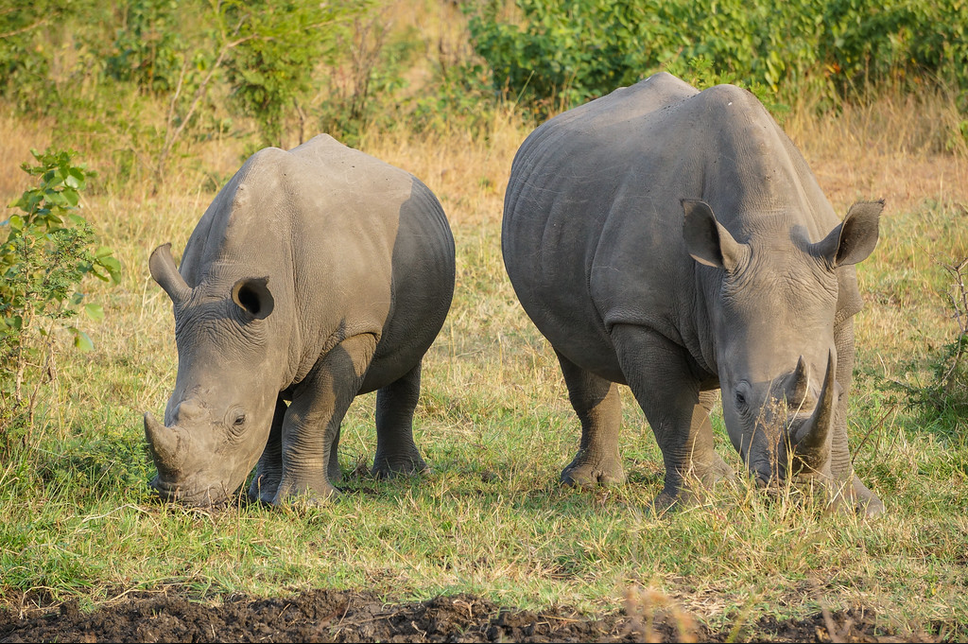 Wildlife ACT Conservation - Nature Should Be The Key Element That Connects Us All