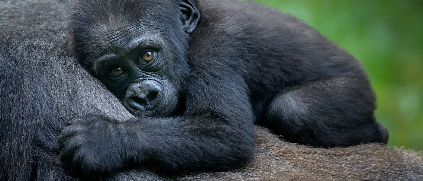 Abenteuer in Ostafrika (1): Uganda