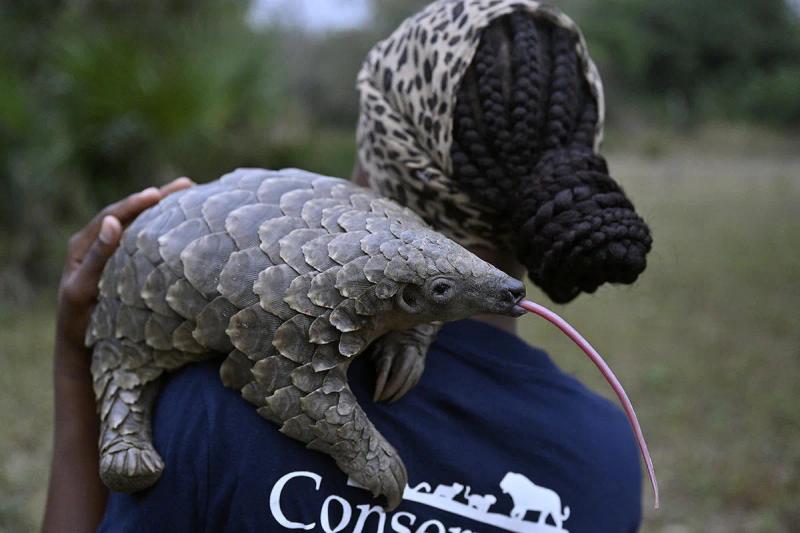 A pangolin being held by a conservationist during Gorongosa’s pangolin rehabilitation programme.