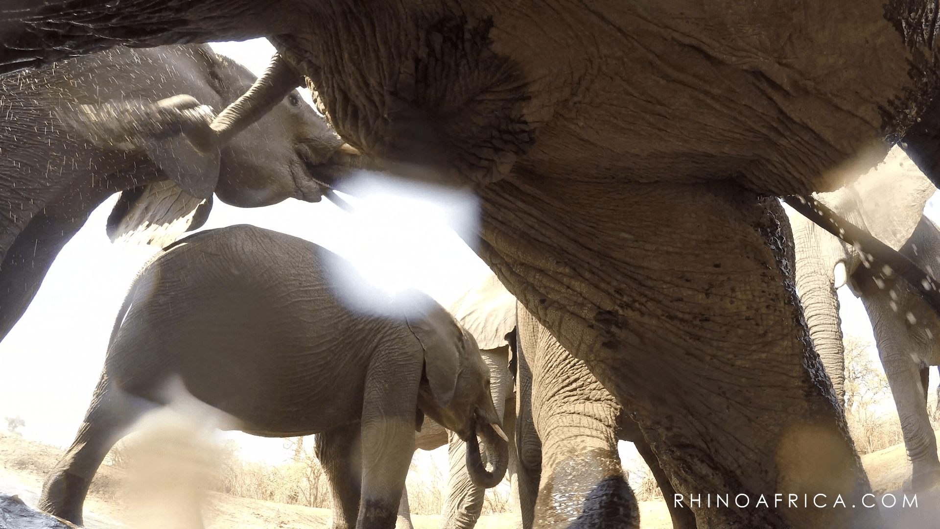 Watch Elephants Trample A GoPro