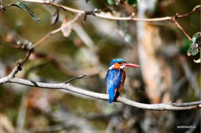Malachite Kingfisher | Lake Kariba