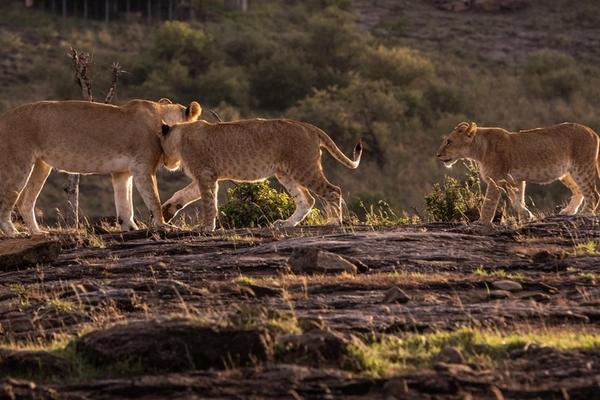 Safari in October: Why This Shoulder Month Steals the Show