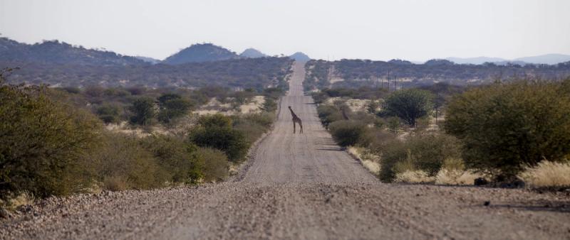 A giraffe in road in Namibia