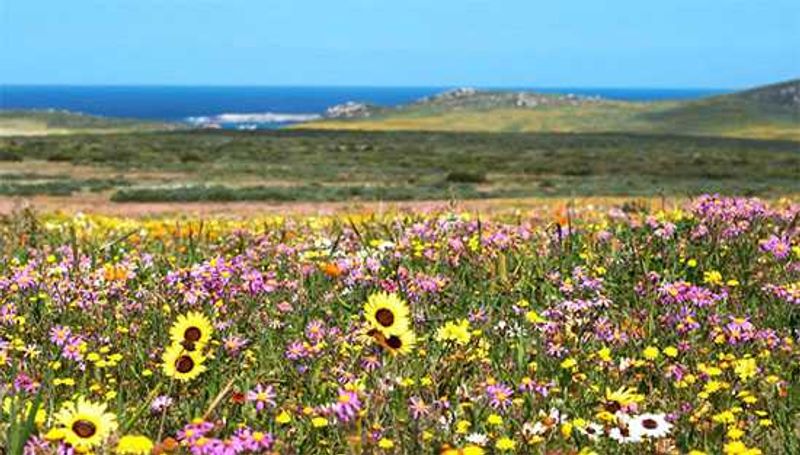 Wild Flowers with a backdrop of the Atlantic Ocean