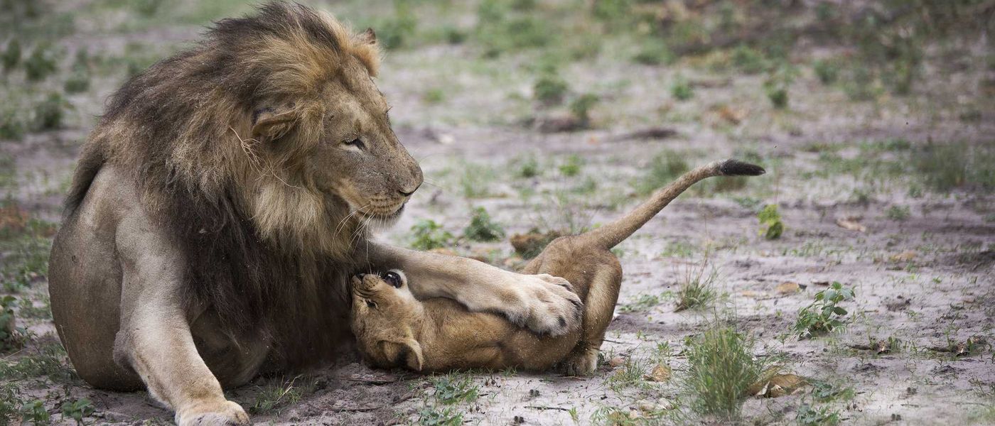 PHOTOS : Les pères de famille de la savane