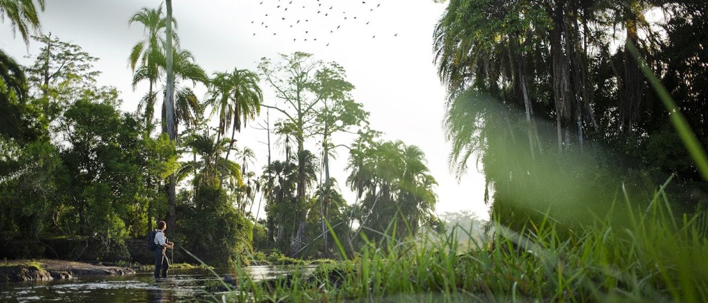 Explorando la selva tropical del Congo