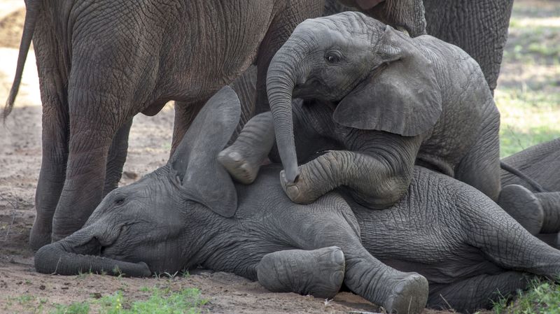 Baby elephants playing.