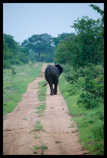 From the Rhino Africa Flickr Group - Bye Bye Elephant