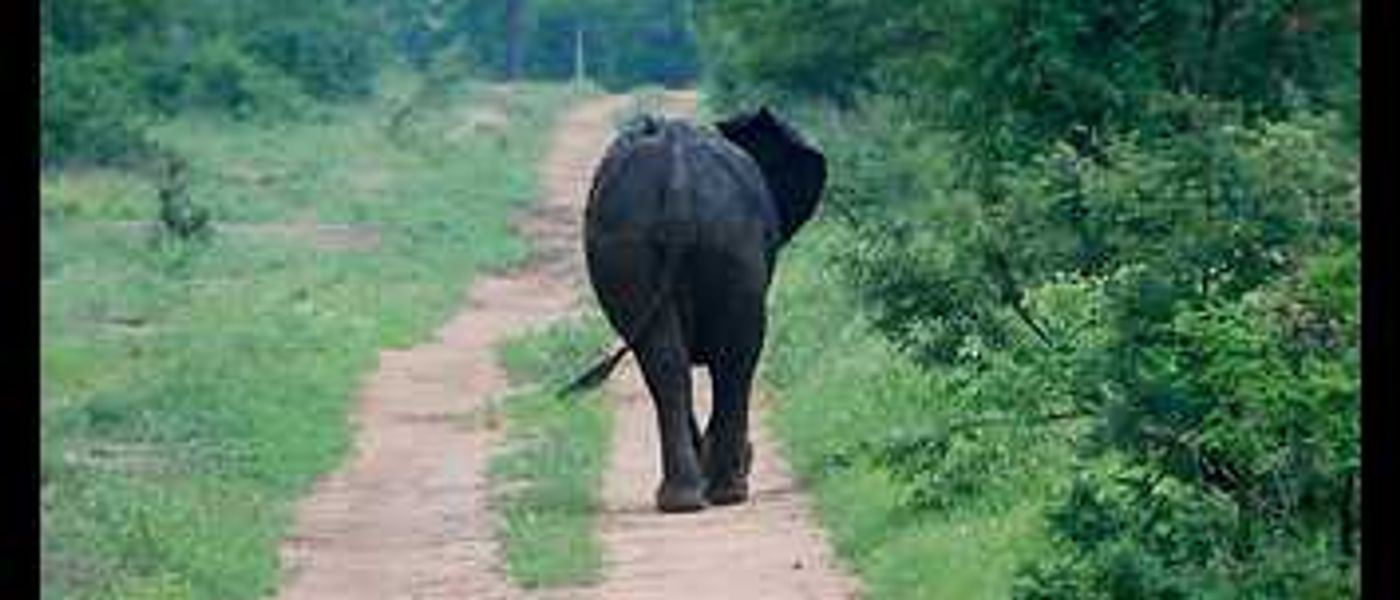 From the Rhino Africa Flickr Group - Bye Bye Elephant