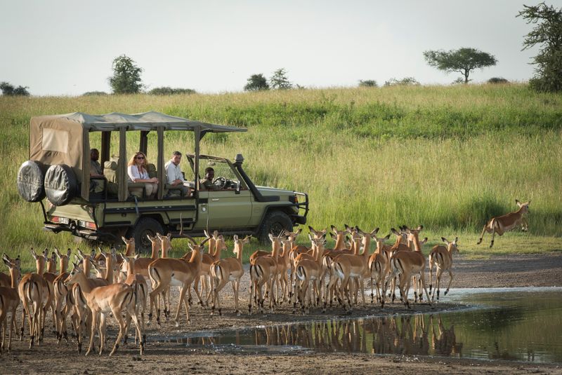A safari vehicle with guests watches a herd of impalas at a waterhole in the savannah, with one impala leaping in the background.