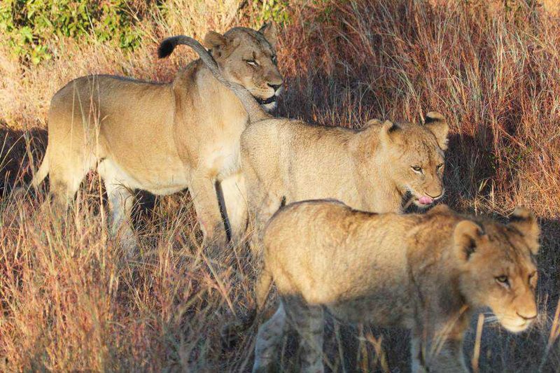 "And we found the cubs..."