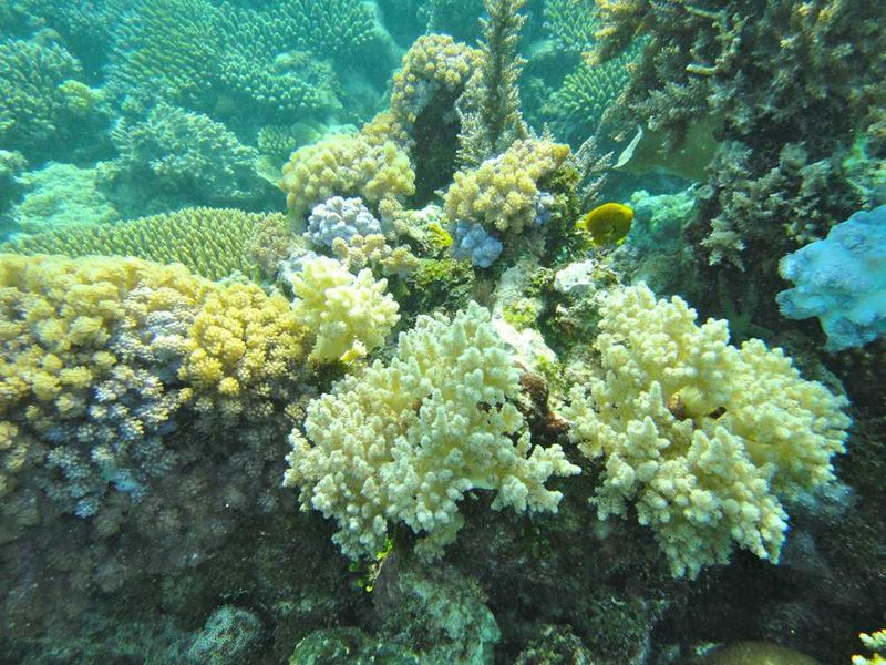 Azura Quilalea has well preserved corals and a diversity of species