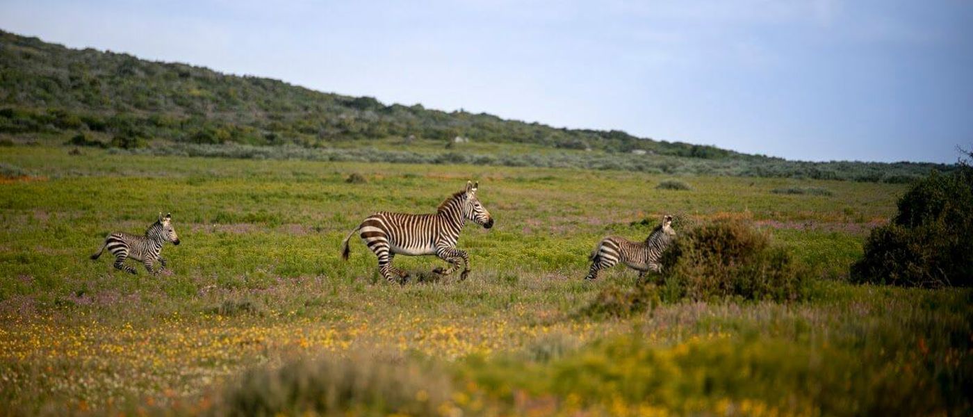 Lagon de Langebaan : un safari et des fleurs