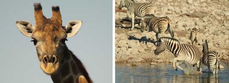 Wildlife of Etosha
