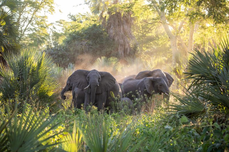 A herd of elephants stands alert in sunlit vegetation, offering a vivid glimpse of where to go in 2026.