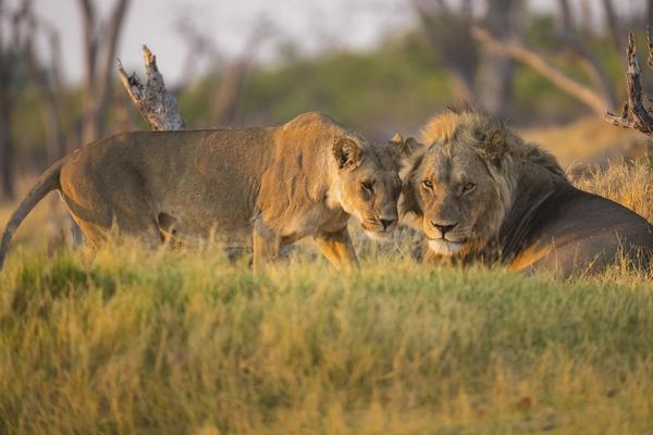African Tour Operator: Surviving Covid as a Tourism Company