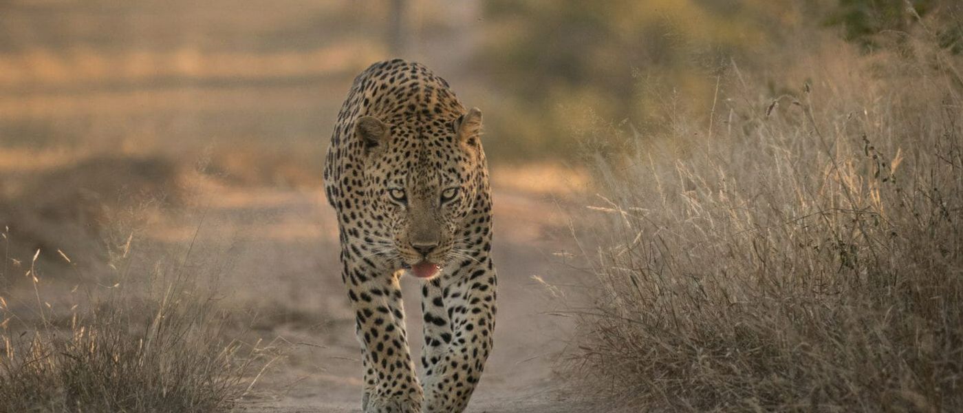 Silvan Safari Blog - The passing of a Sabi Sand legend