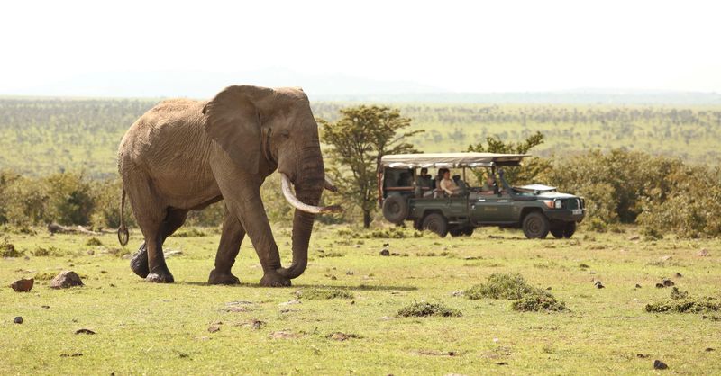 Elephant seen on a game drive at Encounter Mara, Maasai Mara