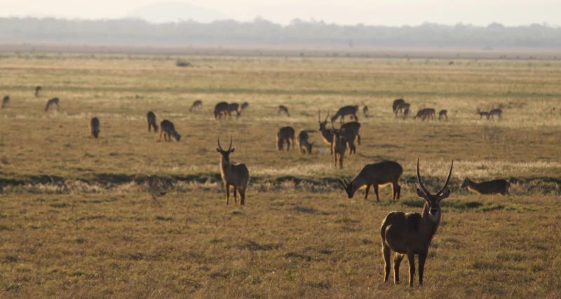 Herd of waterbuck grazing across the open plains of Gorongosa National Park.