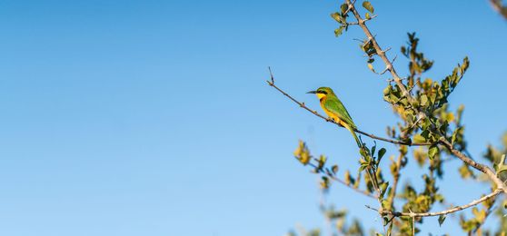First Impressions of Silvan Safari