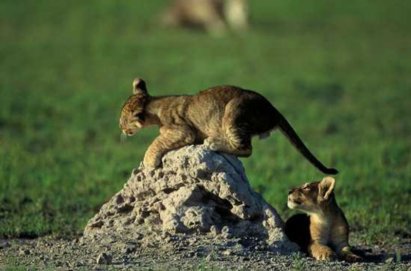 Africa's Big Cats - The African Lion