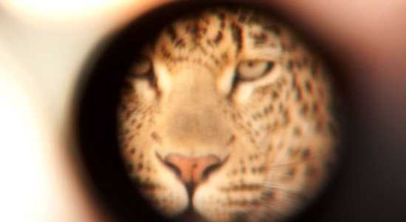 Leopard in the binocs