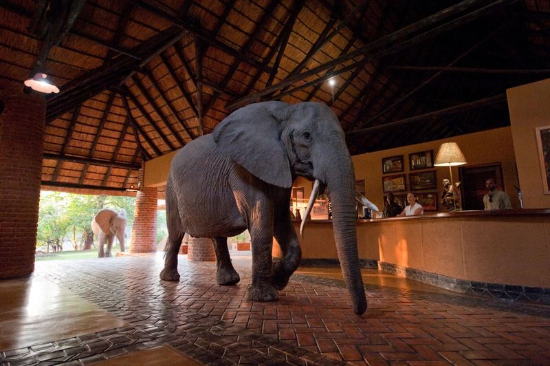 A different kind of guest checking in