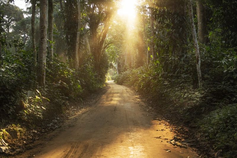 L'Ouganda, une de nos meilleures destinations pour une Digital Detox en Afrique avec sa forêt impénétrable et reculée.