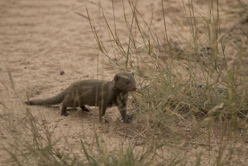 animaux nouveaux-nés d'Afrique - belette