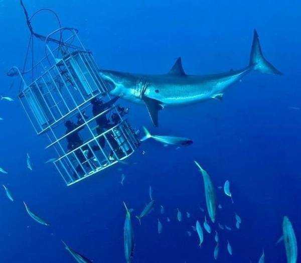 Shark Cage Diving