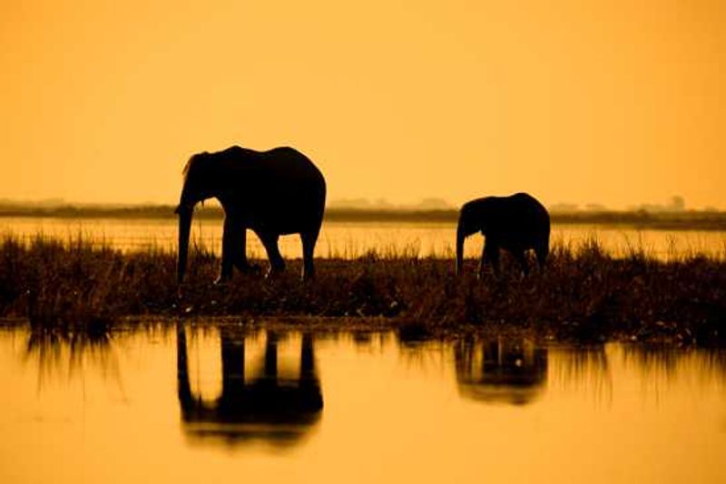 Elephant cow and calf finding their way back to mainland from one of the islands in the Chobe River in Botswana