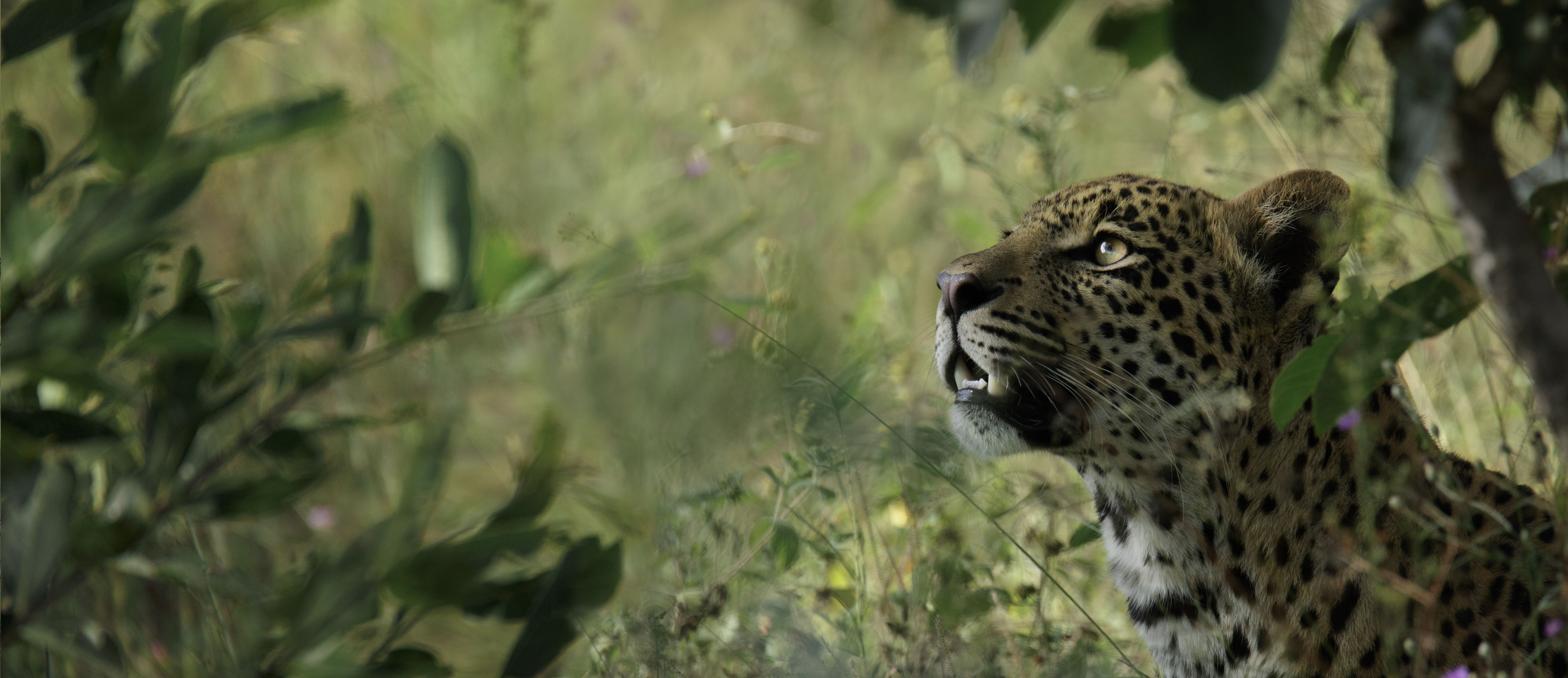 Rhino Africa is hiring for its new lodge in the Sabi Sand