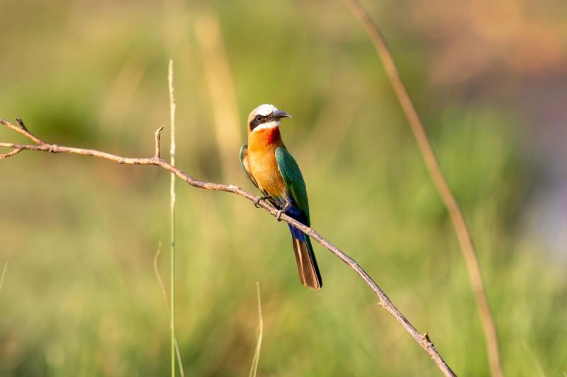 Colourful Bee-eater sitting on a branch on a Zambian safari