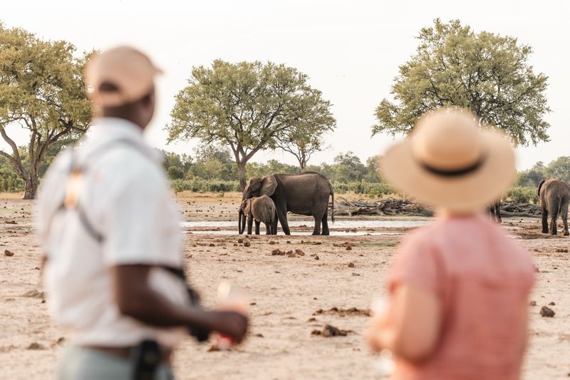 A guide and a guest observe a pair of elephants drinking at a waterhole in the distance, framed by trees in a dry, open landscape.