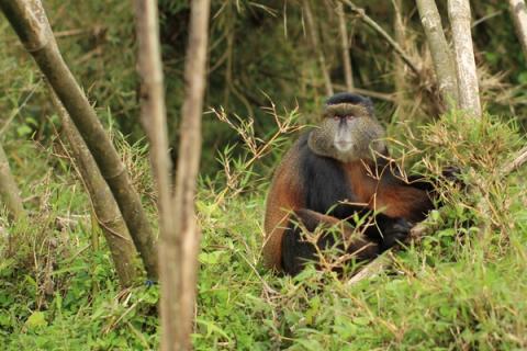 Mud, Monkeys and Thousand-Watt Smiles