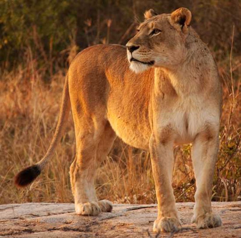 Lioness