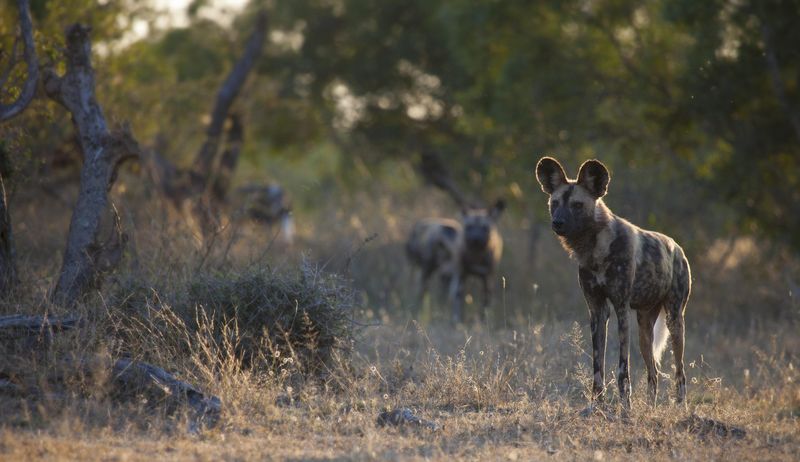 A wild dog walks through the bush