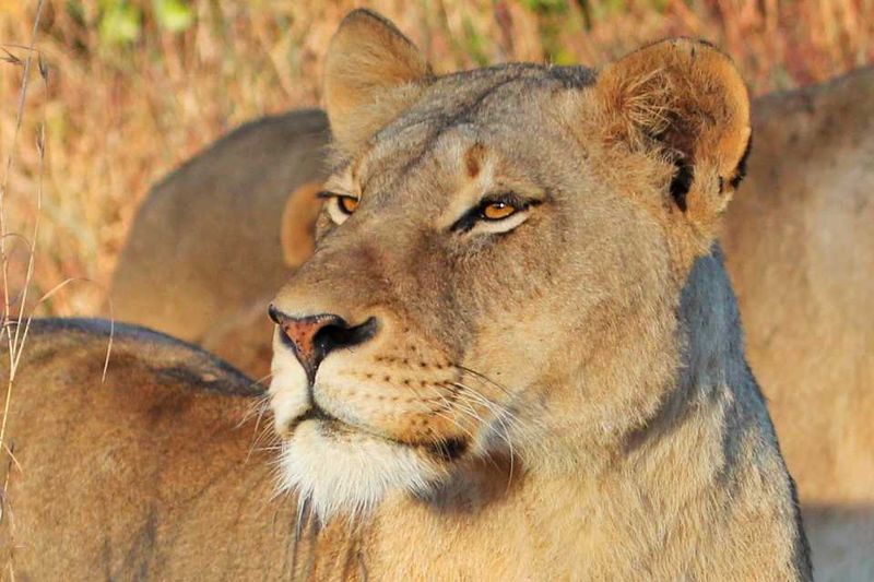 The Lioness