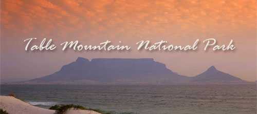 Experience the wonders of Table Mountain National Park